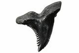 Large, Snaggletooth Shark (Hemipristis) Tooth - South Carolina #289245-1